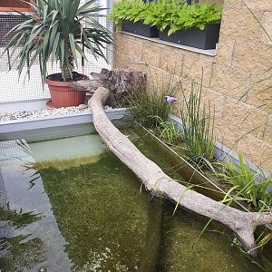 Common snapping turtle exhibit