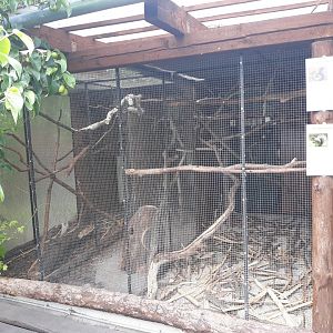 Eastern gray squirrel and Red squirrel exhibit