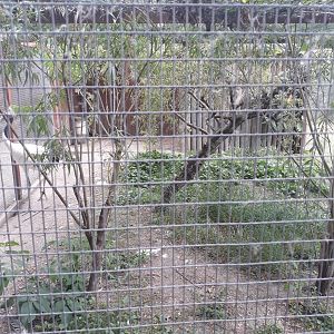 Red-crowned crane exhibit