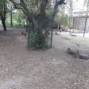 Patagonian mara exhibit