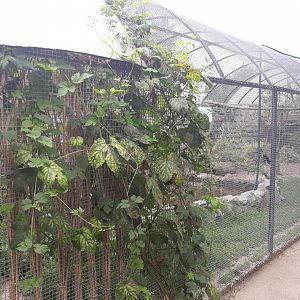Sacred ibis + Swinhoe's pheasant aviary