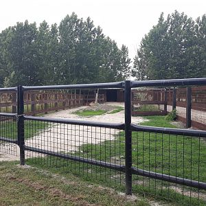 Bactrian camel exhibit
