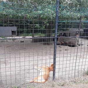 Dingo exhibit