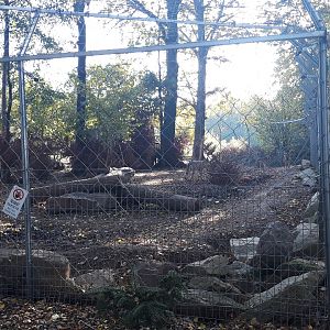 Eurasian wolf exhibit