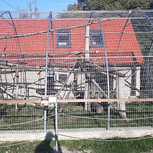 Bonnet macaque exhibit