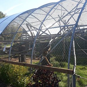 Red-fronted lemur exhibit