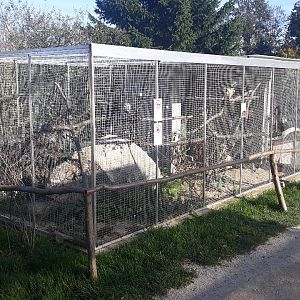 Blue-and-yellow macaw exhibit