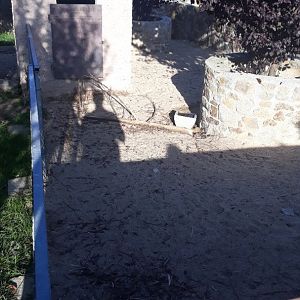 Crested porcupine exhibit