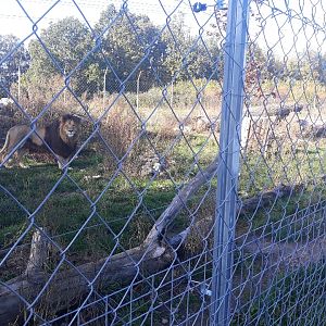 Lion exhibit