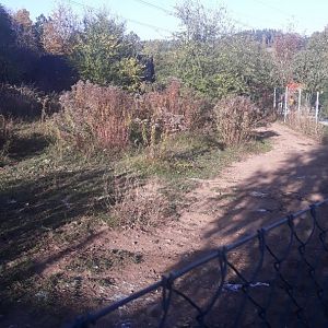 Common ostrich exhibit