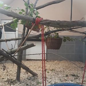 Angolan colobus inner enclosure