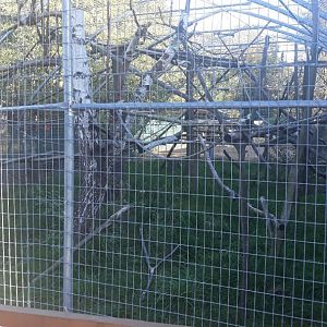 Angolan colobus outside exhibit