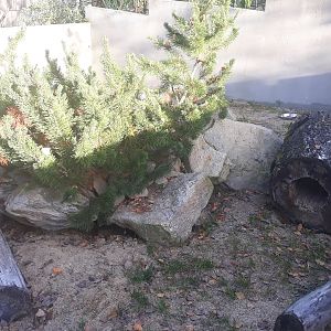 Striped skunk exhibit