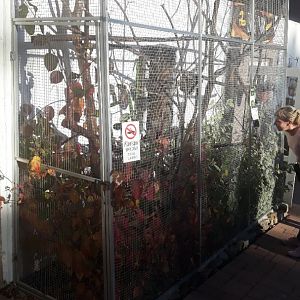 Geoffroy's marmoset exhibit