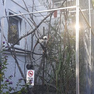 Cotton-top tamarin exhibit