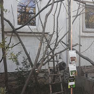 Silvery marmoset + Pygmy marmoset exhibit