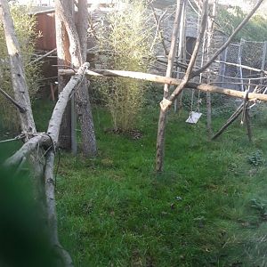 Ring-tailed lemur exhibit