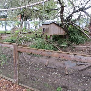 South American coati enclosure 251019