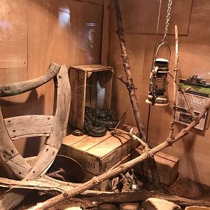 Jungle carpet python exhibit 251019