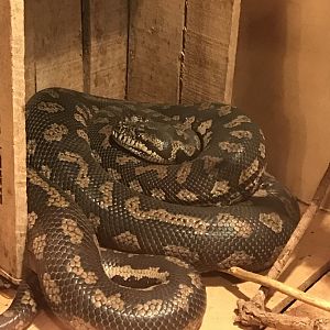 Jungle carpet python 251019
