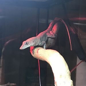 Standing's day gecko 251019