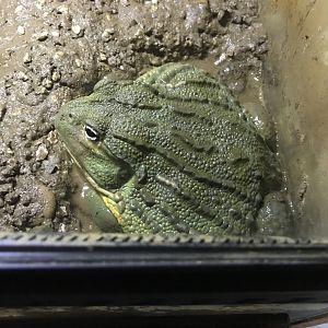 African bullfrog 251019