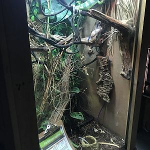Fiji banded iguana exhibit 251019