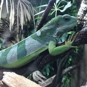 Fiji banded iguana 251019