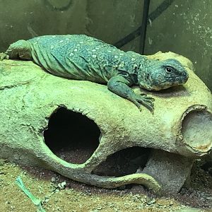 Eyed Dabb Lizard 251019