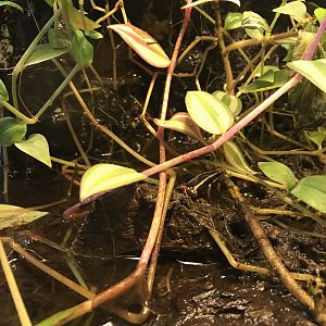 Anthonys poison-arrow frog 251019