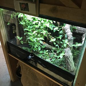 Golden mantella exhibit 251019