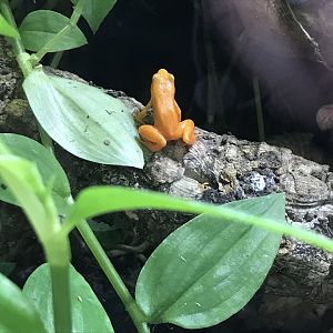 Golden mantella 251019