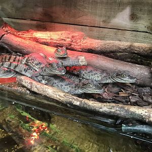 Spectacled caimans 251019