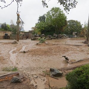 South East Asian Elephant outdoors 261019