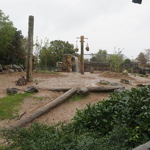 South East Asian elephant outdoors 261019