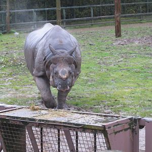 Indian rhinoceros 261019