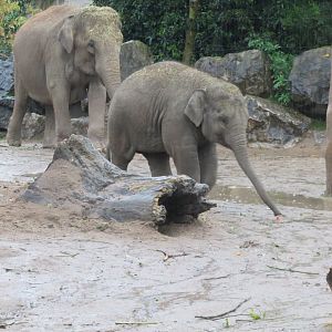 South East Asian elephants 261019