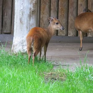 Red forest duikers 261019
