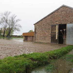 Rothschild's giraffes avoiding the heavy rain 261019