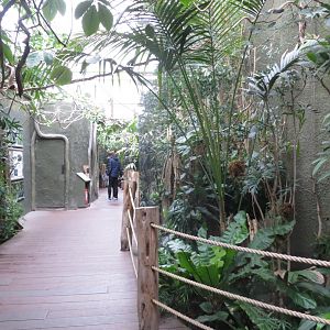 Realm of the Red Ape 261019