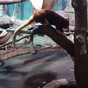 Matschie's Tree-kangaroo