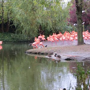 Caribbean flamingos 261019