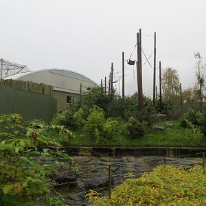 Realm of the Red Ape - Orangutan and Asian small-clawed otters outdoors 261019