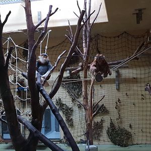 Red-shanked douc langur, Javan langur