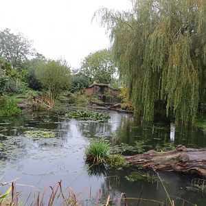Giant otter exhibit 261019