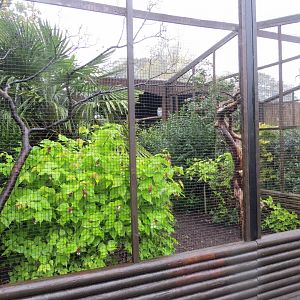 Ural owl aviary 261019