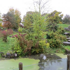Spectacled bear exhibit 261019