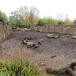 Islands - Visayan warty pig exhibit 261019