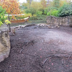 Islands - Visayan warty pig exhibit 261019