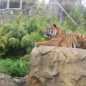 Islands - Sumatran tiger 261019